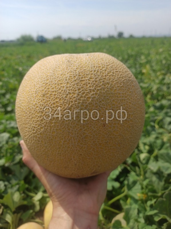 Дыня Ванда F1 (KS 517) 100 семян