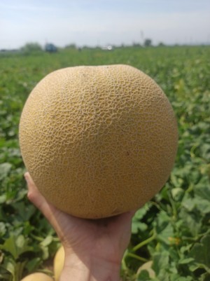 Дыня Ванда F1 (KS 517) 100 семян