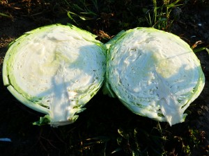 Капуста белокочанная KS 60 F1 250 семян