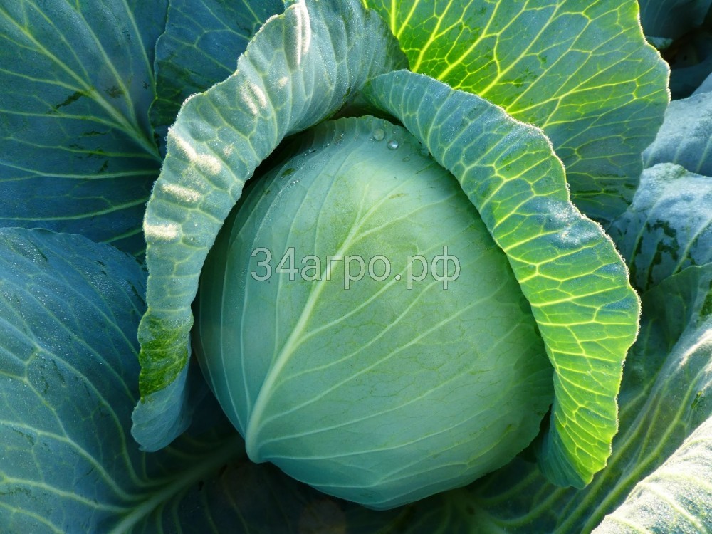 Капуста белокочанная KS 60 F1 100 семян