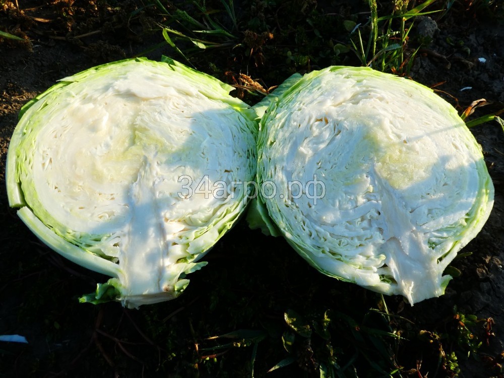 Капуста белокочанная KS 60 F1 50 семян