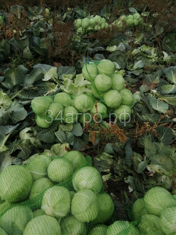 Капуста белокочанная KS 60 F1 50 семян