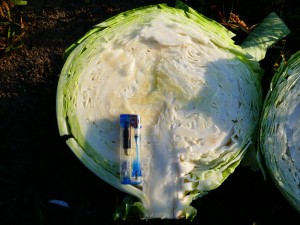 Капуста белокочанная KS 60 F1 50 семян