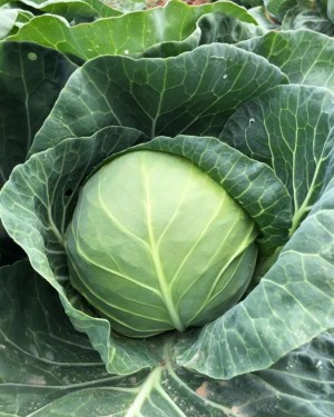 Капуста белокачанная Эврика F1 100 семян