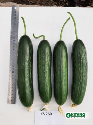 Огурец KS 260 F1 500 семян