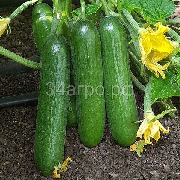 Огурец KS 260 F1 10 семян