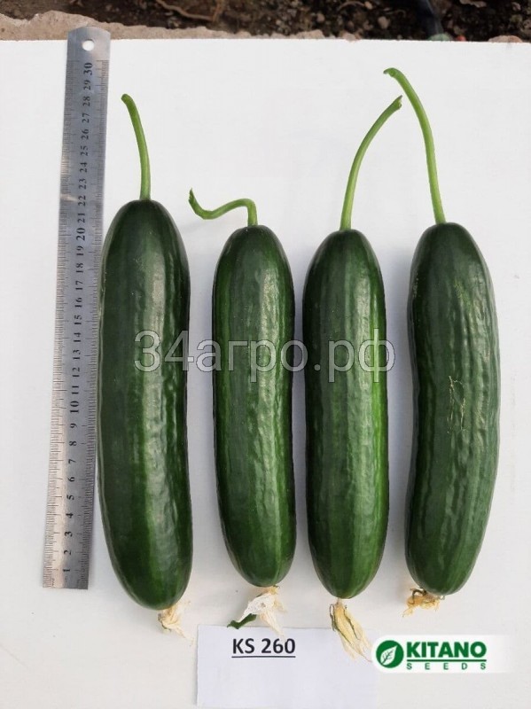 Огурец KS 260 F1 10 семян