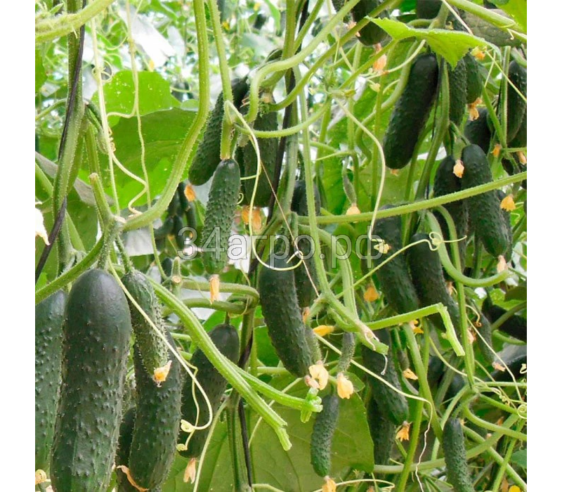 Огурец Северин F1 1000 семян