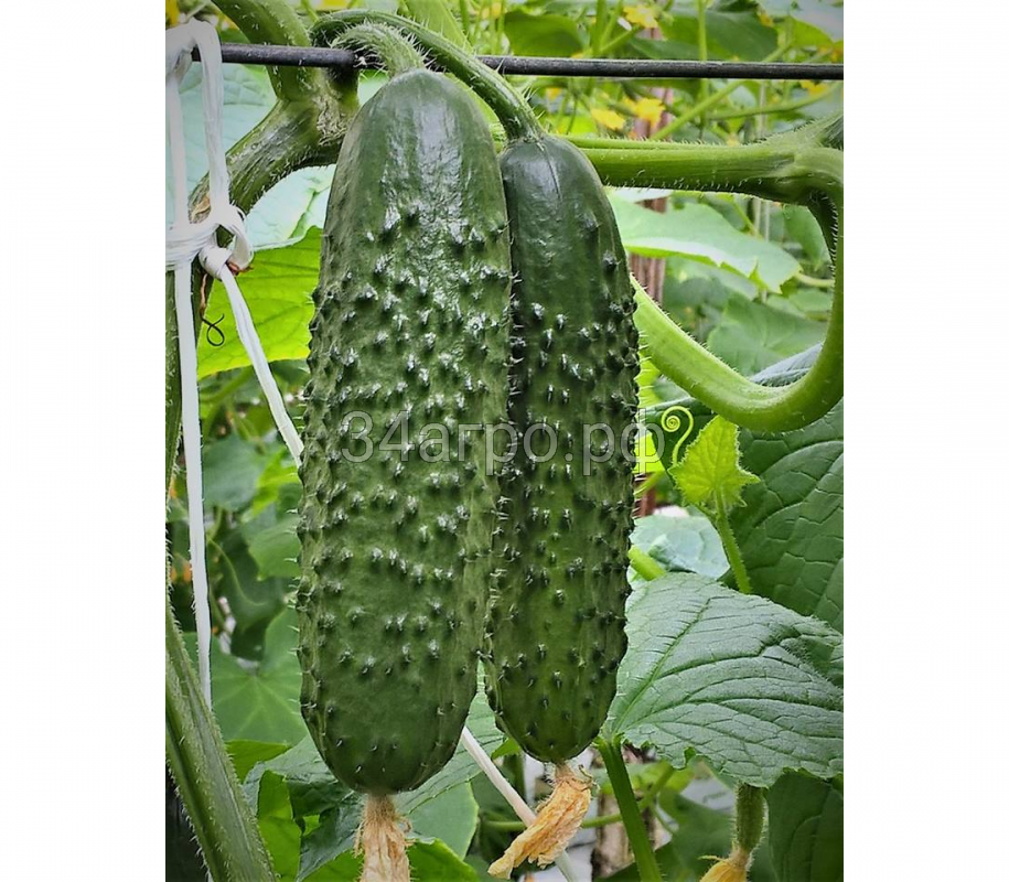 Огурец Северин F1 1000 семян