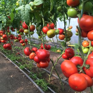 Томат Рестлер F1 1000 семян