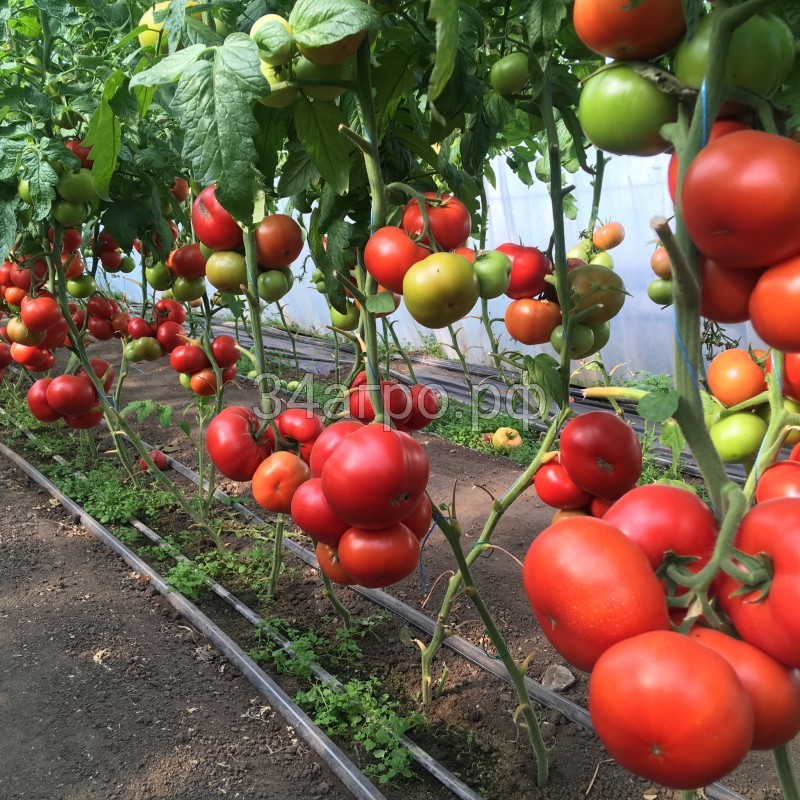 Томат Рестлер F1 25 семян