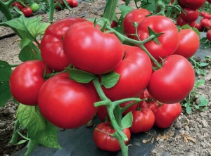 Томат Матиссимо F1 100 семян