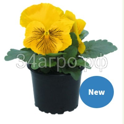 Виола крупноцветковая Кетс Плюс Еллоу 100 семян