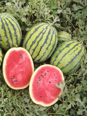 Арбуз Бедуин F1 1000 семян