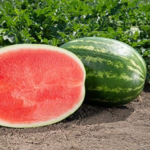 Арбуз Сармат F1 25 семян