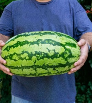 Арбуз ТамТам F1 50 семян