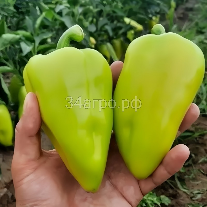 Перец сладкий Амаретта F1 10 семян