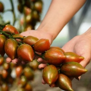 Томат Гранатовая капля 10 гр.