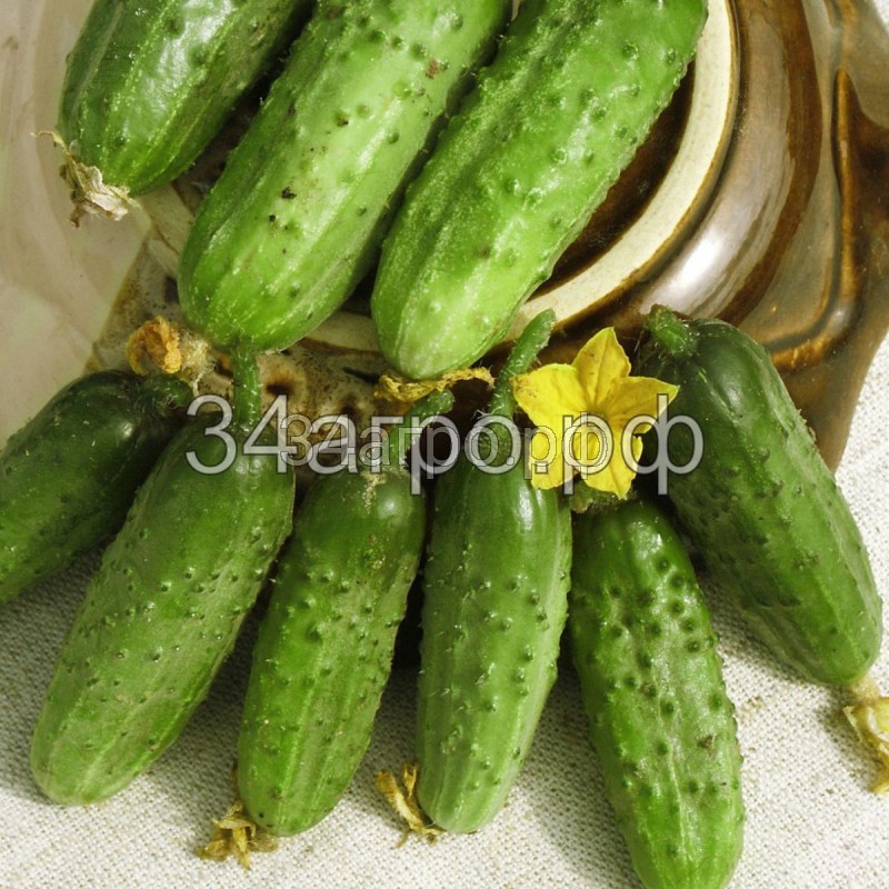 Огурец Ростовчанин 20 гр