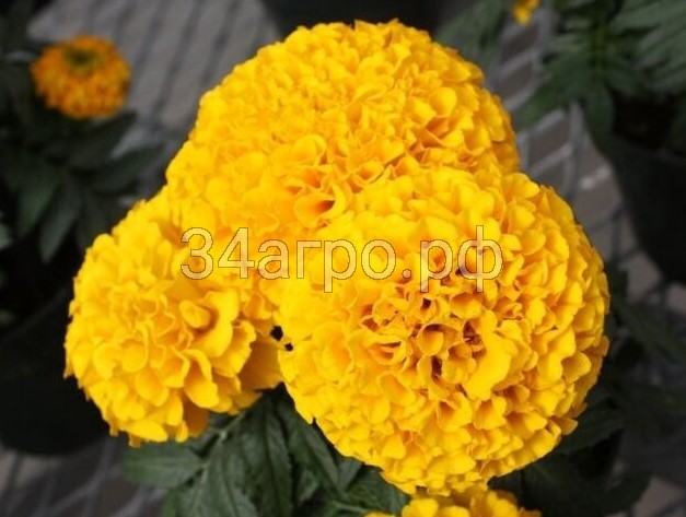 Бархатцы прямостоячие Тайшан Голд 100 семян