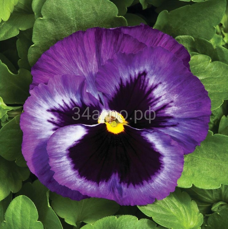 Виола крупноцветковая Колоссус F1 Лавендер Сюрпрайз 100 семян